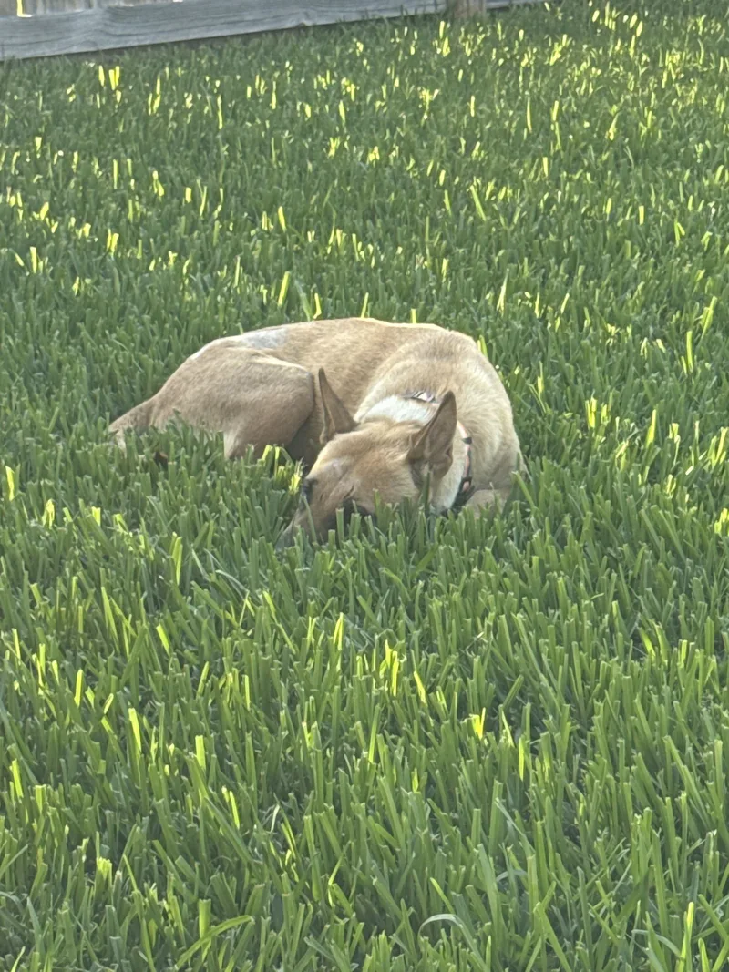 A young medium-sized female Yellow / Tan / Blond / Fawn Shepherd dog named Parmesan for adoption in Houston, TX