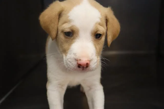 A baby small-sized male Mixed Breed dog named Orchid for adoption in Columbia, SC