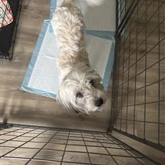 An adult medium-sized male White / Cream Lhasa Apso dog named Spalding for adoption in Allen, TX