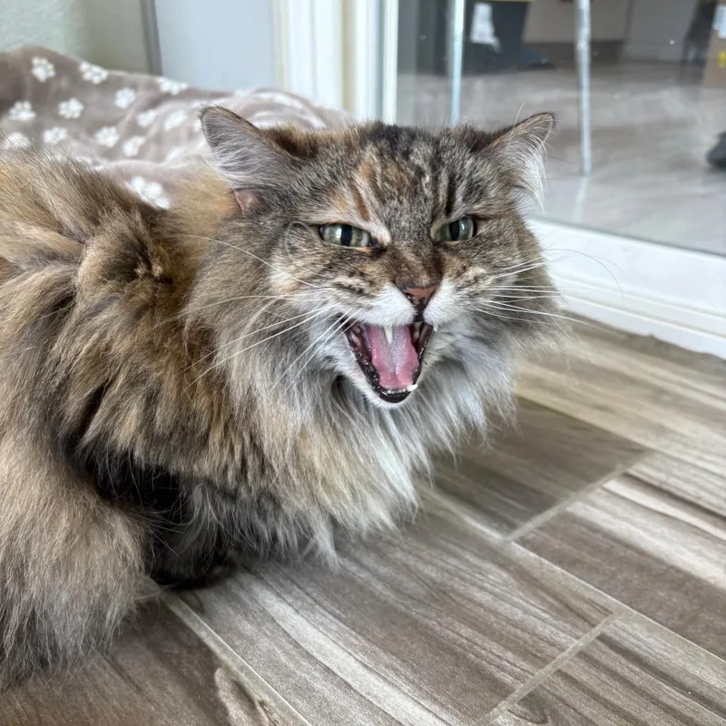 A senior small-sized female Domestic Long Hair cat named Lily for adoption in West Des Moines, IA