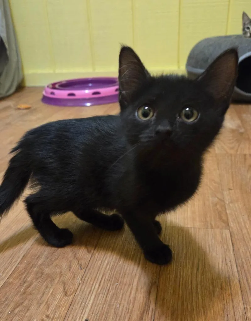 A baby small-sized female Domestic Medium Hair cat named Brandy for adoption in Rutherfordton, NC