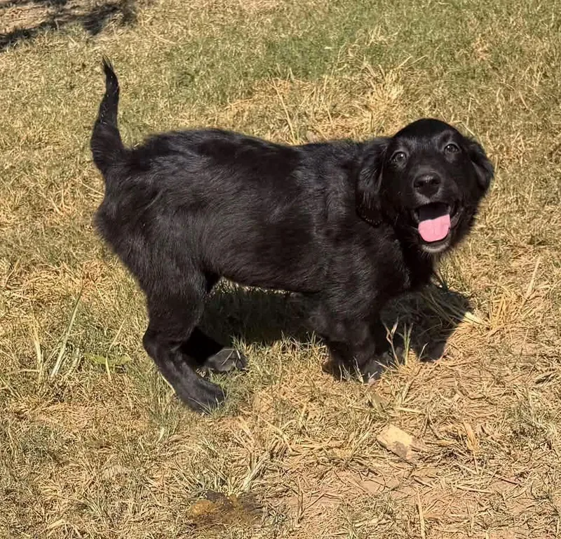 A baby medium-sized female Black Australian Shepherd dog named Alfre for adoption in Calera, AL