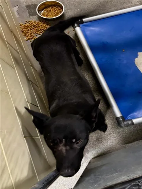 A young large-sized male German Shepherd Dog named Colt for adoption in Woodland, CA