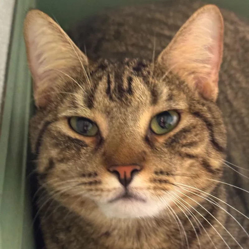 An adult small-sized male Black Domestic Short Hair cat named Tubs for adoption in Decatur, GA