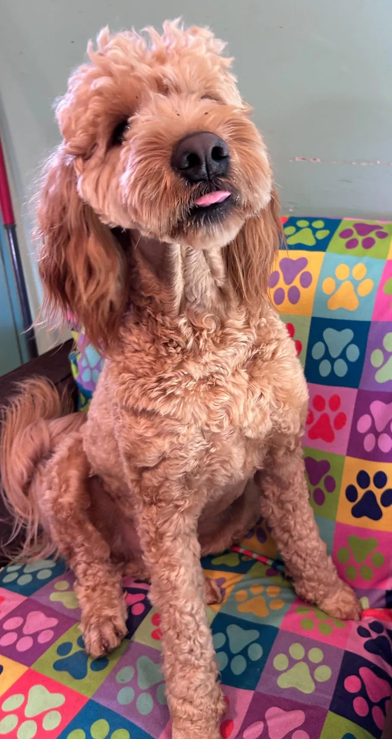 Hank Dec thumbnail 2