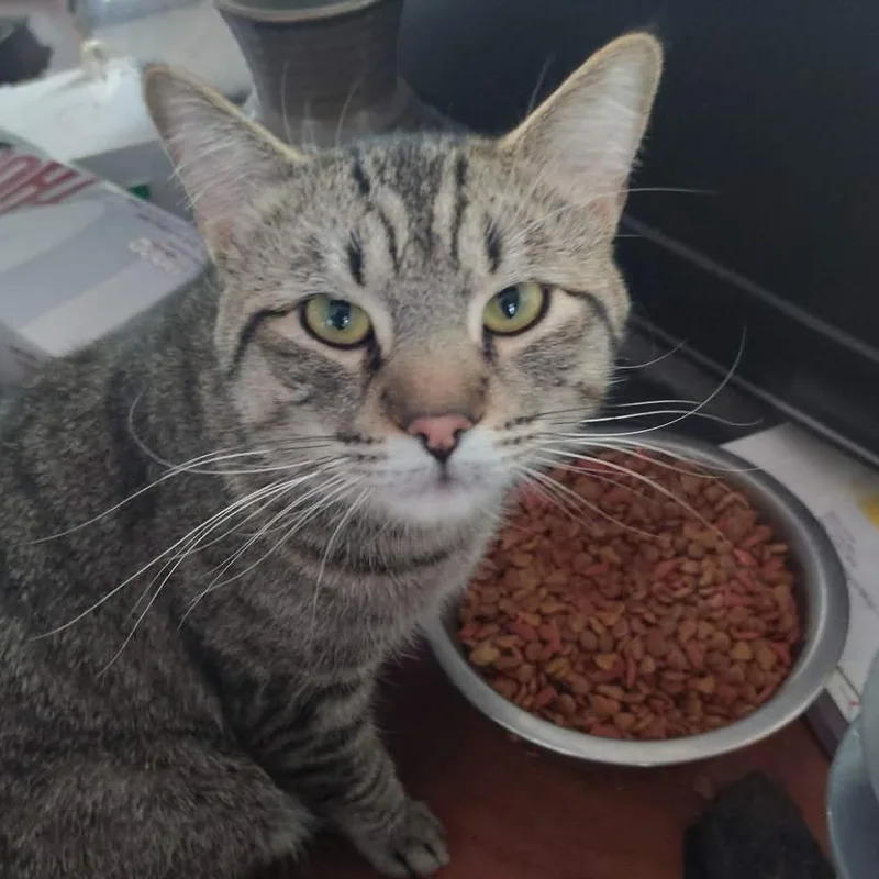 An adult small-sized male Brown / Chocolate Domestic Short Hair cat named Spitz for adoption in Layton, UT