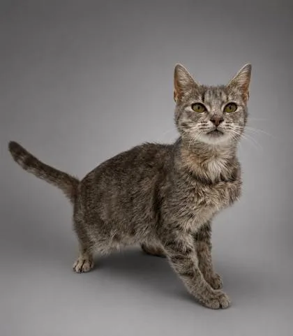 An adult small-sized female Domestic Short Hair cat named Primrose for adoption in Bowling Green, KY