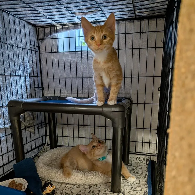 A baby small-sized male Domestic Medium Hair cat named D&F: Frito for adoption in Falls Church, VA