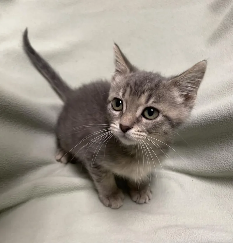 A baby small-sized male Domestic Short Hair cat named Zinnia for adoption in Jackson, MI