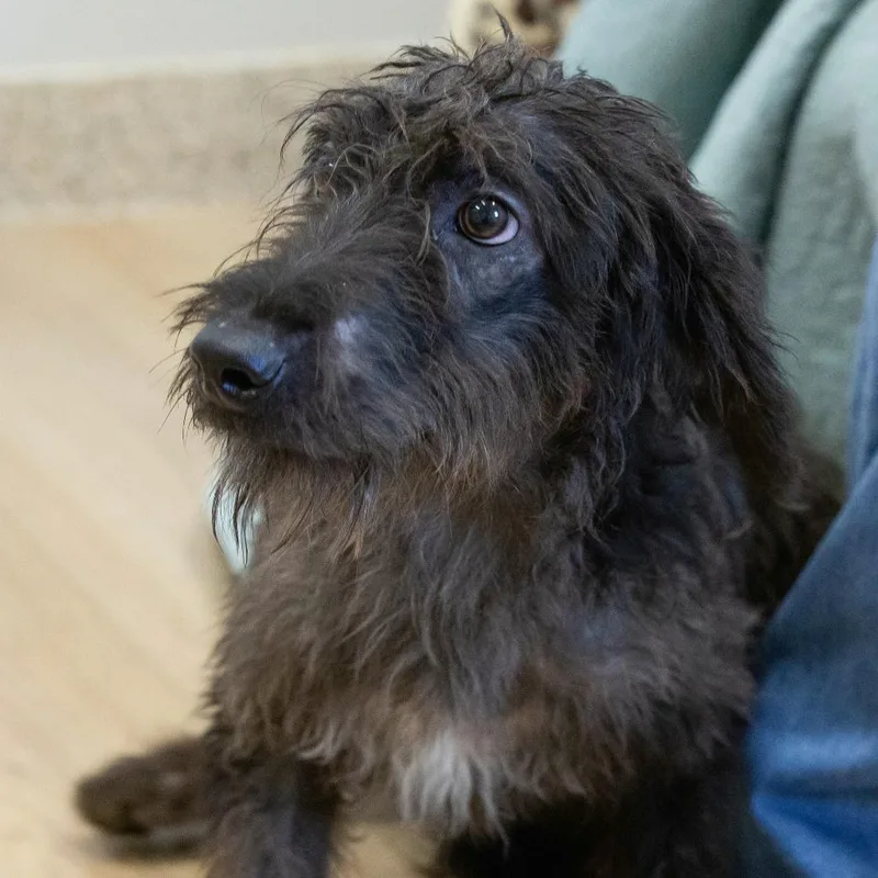 A young medium-sized male Mixed Breed dog named Zero for adoption in Cartersville, GA