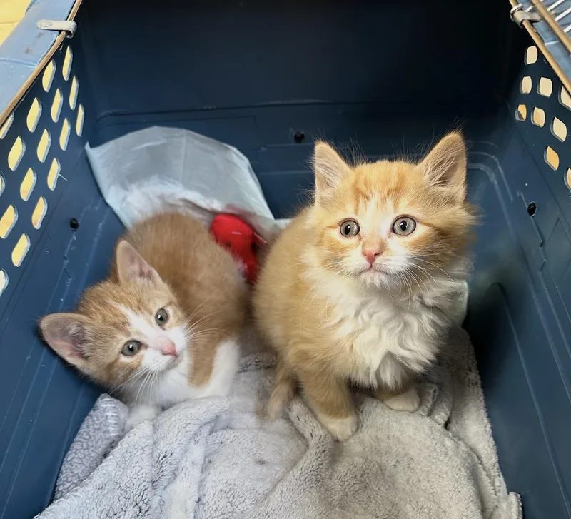 Hopscotch thumbnail 2