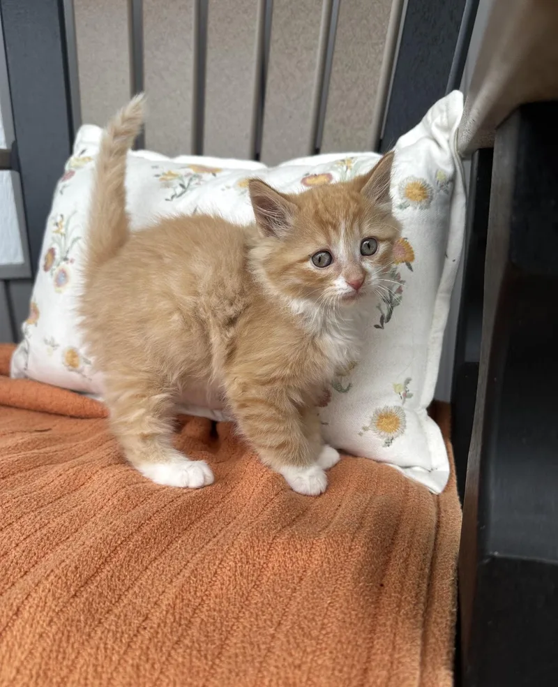 A baby medium-sized male Orange & White Domestic Medium Hair cat named Hopscotch for adoption in Grand Haven, MI