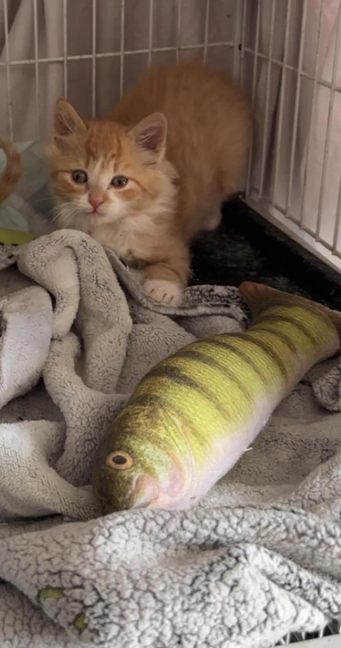 Hopscotch thumbnail 3