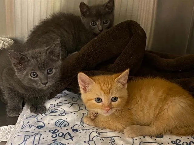 A baby small-sized female Domestic Short Hair cat named Peach for adoption in Tustin, CA