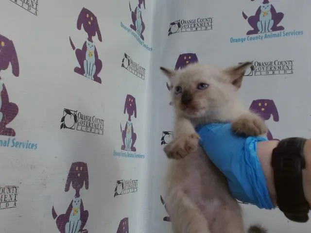 A baby small-sized female Domestic Short Hair cat named Freya for adoption in Orlando, FL