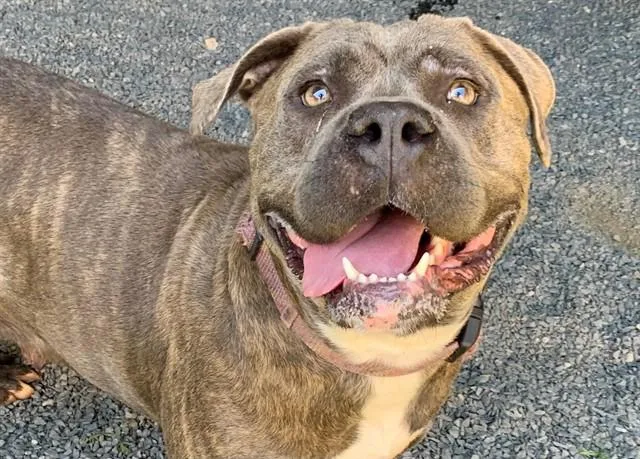 An adult large-sized female Gray / Blue / Silver Cane Corso dog named SAVE ME PLEASE Kasha for adoption in San Marcos, CA