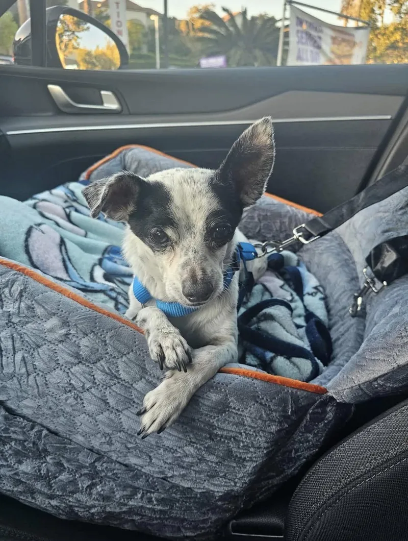 A senior small-sized male Bicolor Chihuahua dog named Oreo Cookie for adoption in Phoenix , AZ
