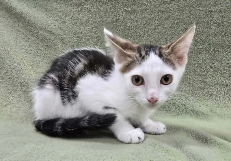 A baby medium-sized male Tabby (Brown / Chocolate) Domestic Short Hair cat named Ding Dong for adoption in Frankfort, IN