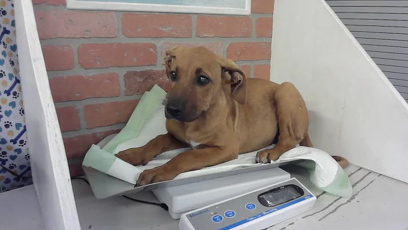 A baby small-sized female German Shepherd Dog dog named Peggy for adoption in Houston, TX