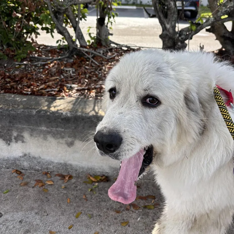 A young large-sized male Great Pyrenees dog named Enzo for adoption in Lauderhill, FL