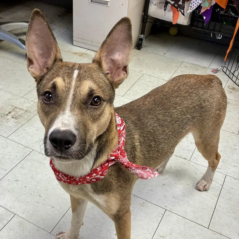 A young medium-sized male Brown / Chocolate Shepherd dog named Roman for adoption in San Francisco, CA