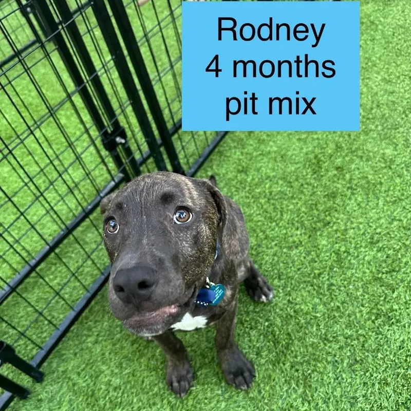 Rodney thumbnail 3