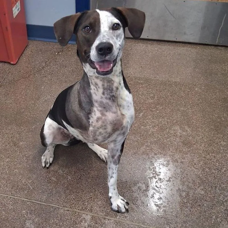 An adult medium-sized female Black German Shorthaired Pointer dog named Rose for adoption in Kingman, AZ