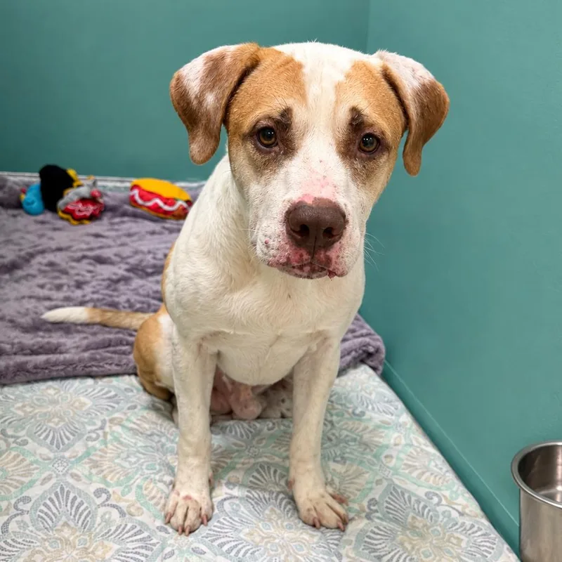 A senior medium-sized male White / Cream Mixed Breed dog named Weasley for adoption in Titusville, FL