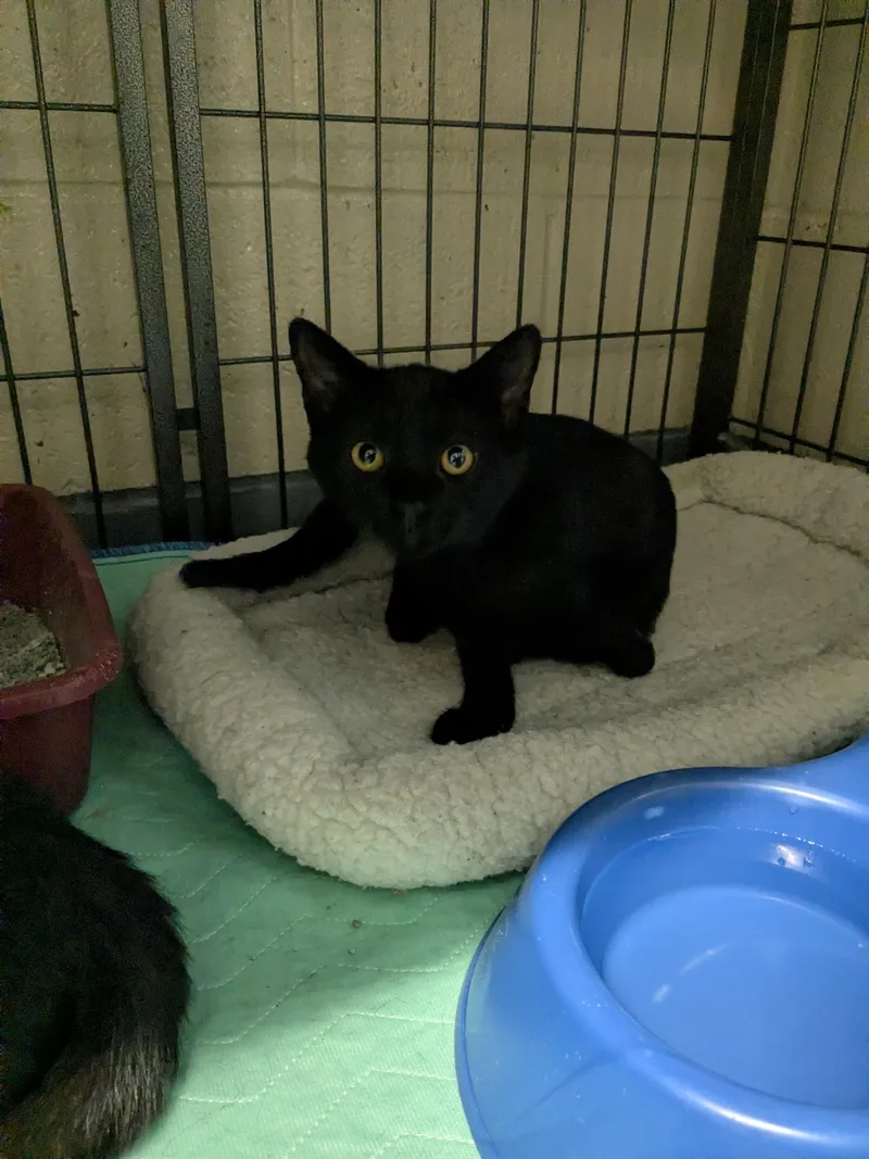 A young small-sized male Black Domestic Short Hair cat named Tteokbokki for adoption in Bedford, VA