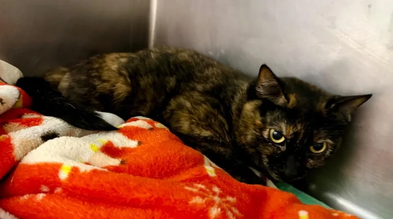 An adult medium-sized female Domestic Short Hair cat named Snickers for adoption in Cincinnati, OH