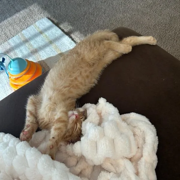A baby medium-sized male Orange / Red Domestic Short Hair cat named Dilly Bar for adoption in Fargo, ND