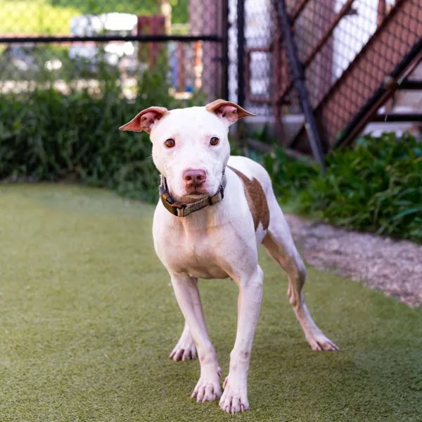An adult medium-sized female Pit Bull Terrier dog named Pen Kendi for adoption in Lawrenceville, GA
