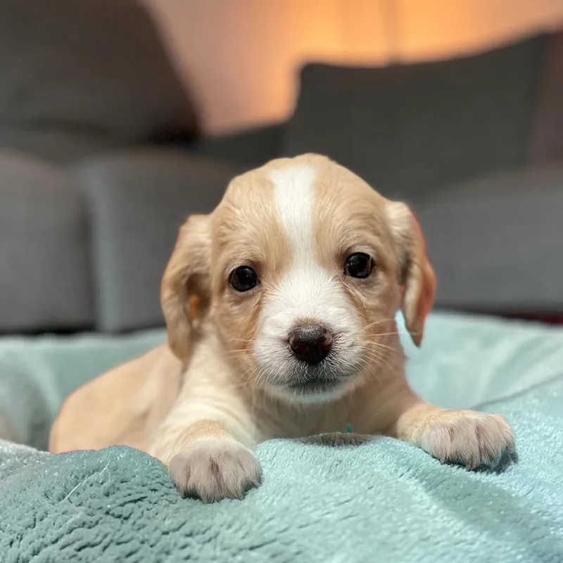 A baby medium-sized female Spaniel dog named Bloom Pup Azalea for adoption in San Diego, CA
