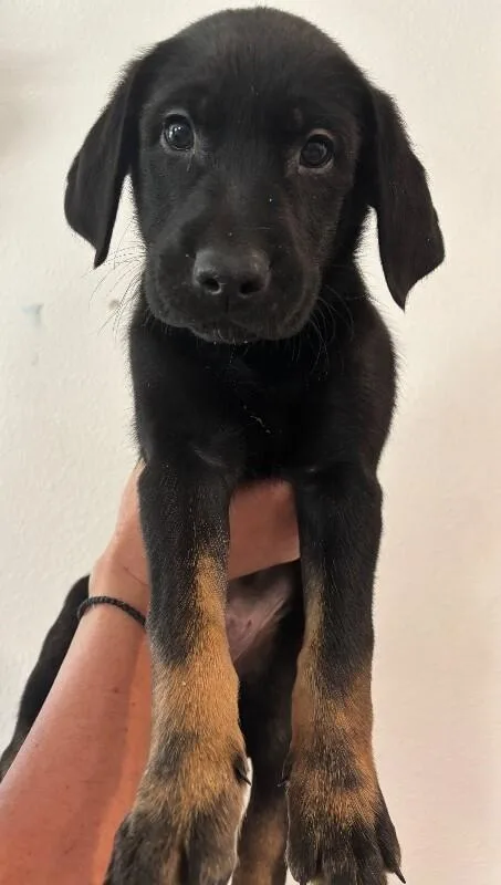 A baby large-sized male Black Labrador Retriever dog named Prince Hans for adoption in Van Nuys, CA