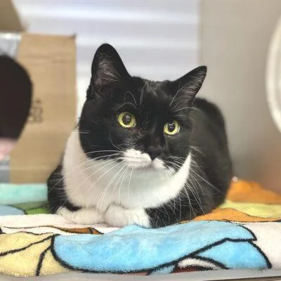 A senior large-sized female Domestic Short Hair cat named Charlotte for adoption in Truckee, CA