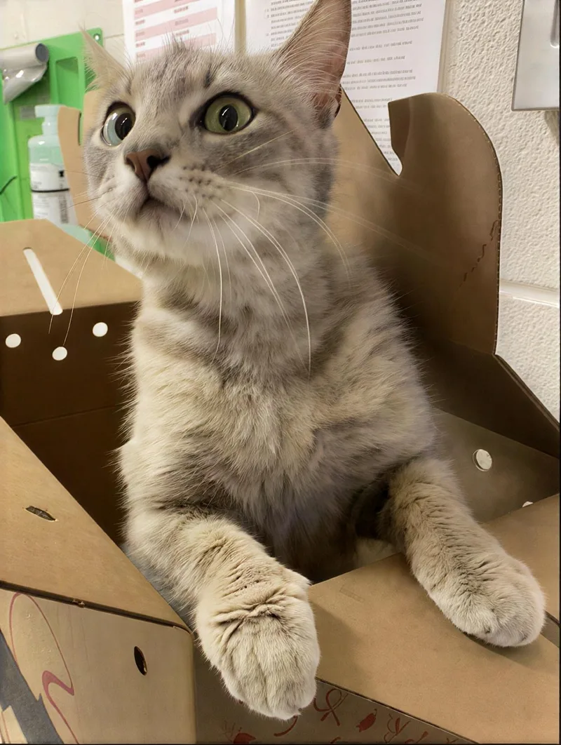 An adult medium-sized female Tabby (Gray / Blue / Silver) Domestic Short Hair cat named Bianca Del Rio for adoption in Nashville, TN