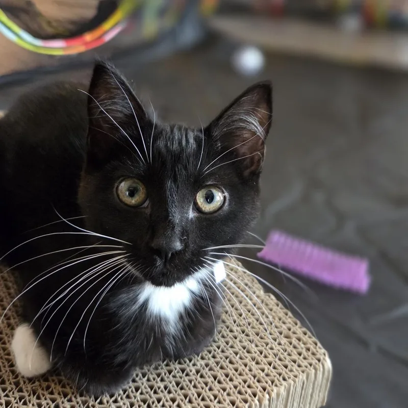 A baby small-sized female Domestic Short Hair cat named Leah for adoption in Allyn, WA