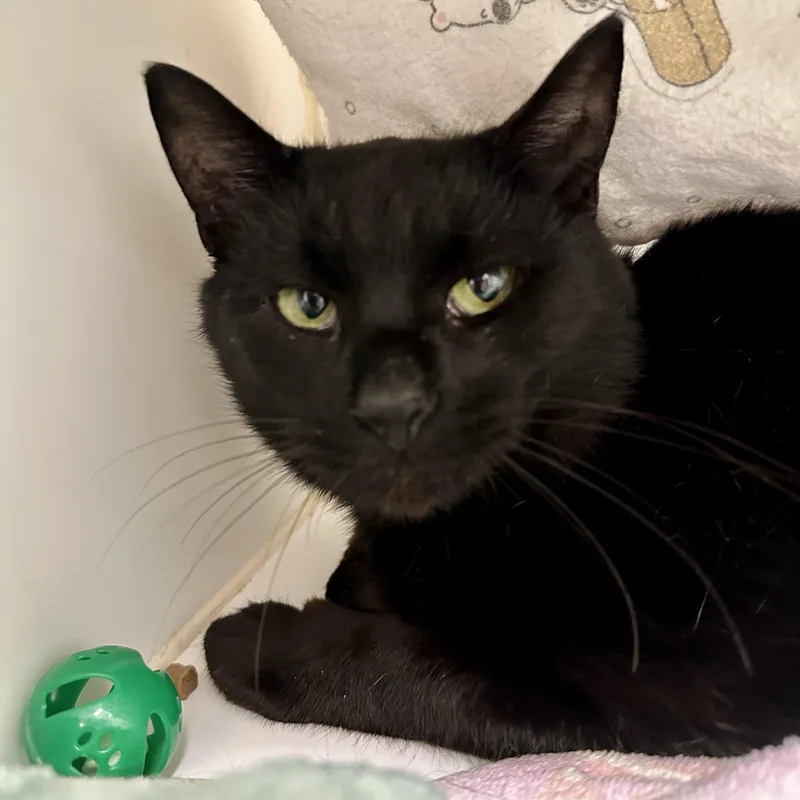 An adult medium-sized male Black Domestic Short Hair cat named Shriek for adoption in Reisterstown, MD