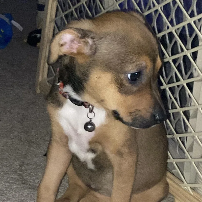 A baby medium-sized female Sable Mixed Breed dog named Ginny for adoption in Durham, NC