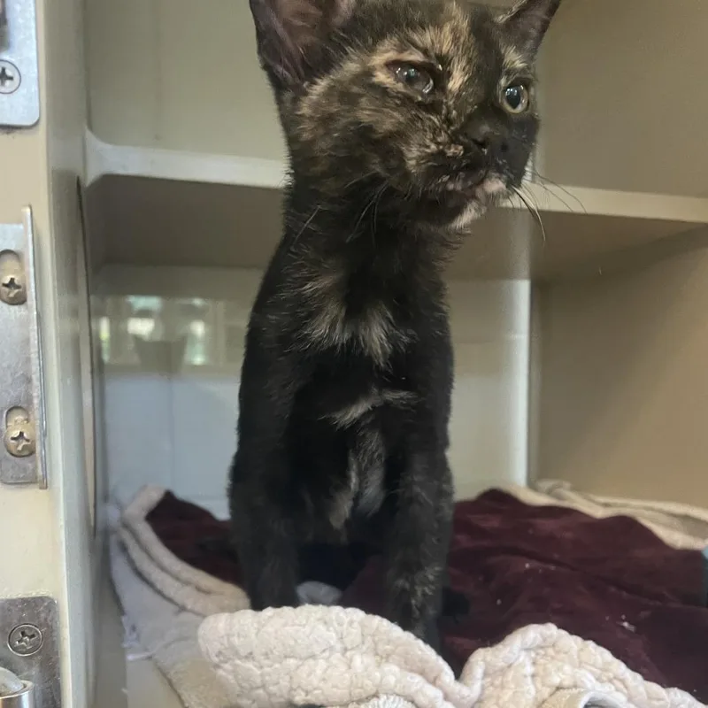 A baby small-sized female Black Domestic Short Hair cat named Striking Susan for adoption in Gloucester, VA