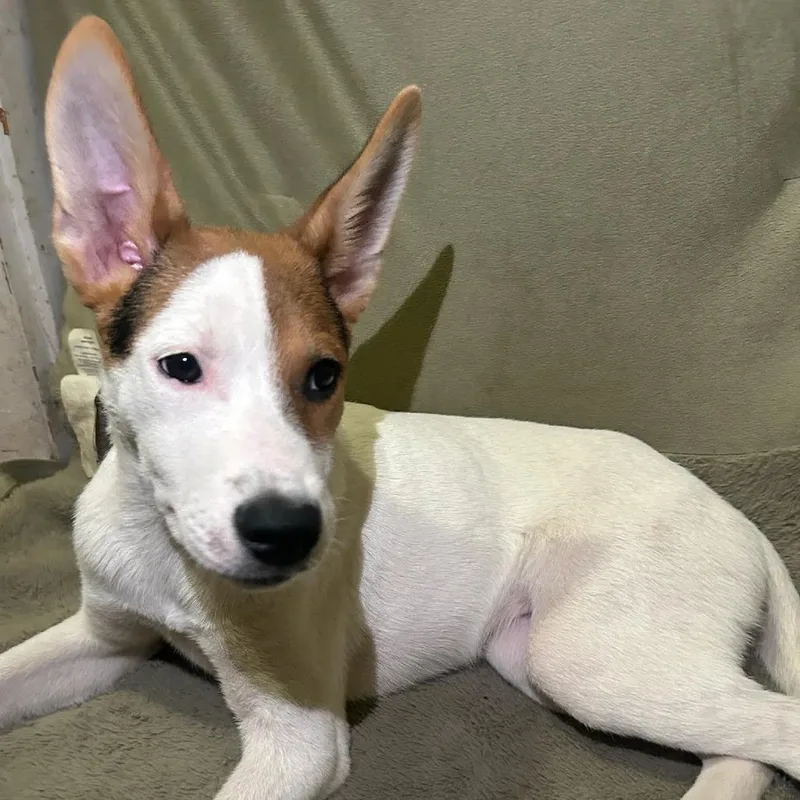 A young small-sized male Mixed Breed dog named Brian for adoption in Columbus, GA