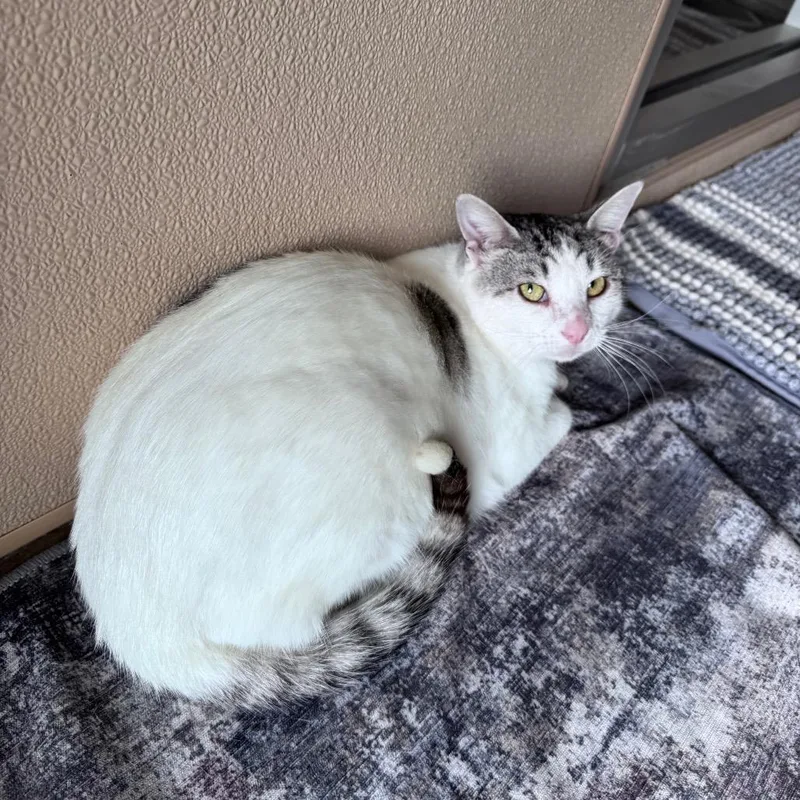 An adult small-sized male White Domestic Short Hair cat named Johnny for adoption in Fredericksburg, TX