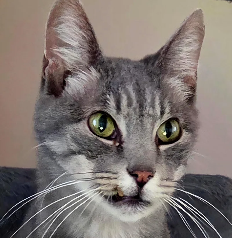 A young small-sized female Tabby cat named Nikki for adoption in Carnegie, OK