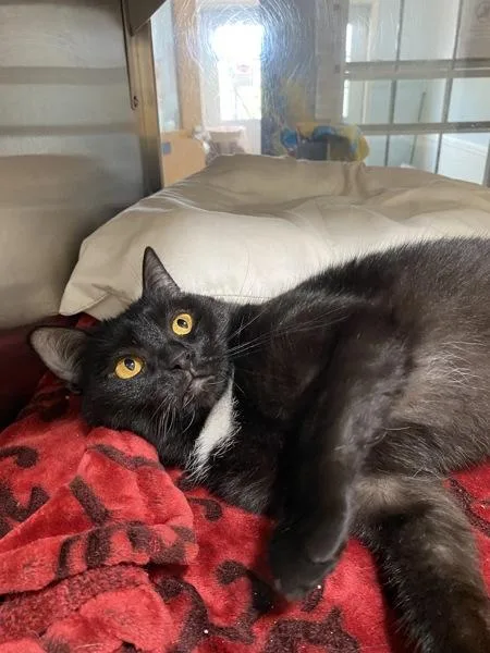 An adult small-sized female Domestic Short Hair cat named Maze for adoption in Indiana, PA