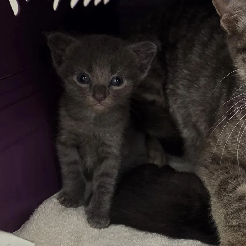 A baby small-sized male Gray / Blue / Silver Domestic Short Hair cat named Vampire Squid for adoption in Austin, TX