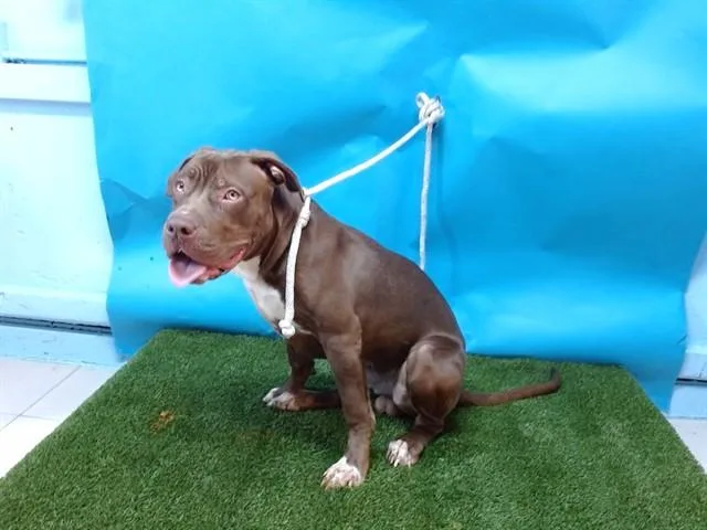 An adult medium-sized male Pit Bull Terrier dog named Bow Bow for adoption in Gardena, CA