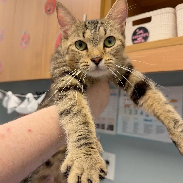 An adult medium-sized female Domestic Short Hair cat named Up for adoption in New Castle, DE