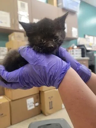 A baby small-sized female Domestic Short Hair cat named Hannah for adoption in Fishers, IN
