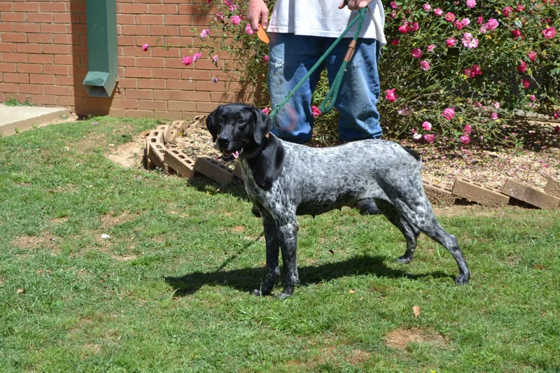 An adult medium-sized female Bicolor German Shorthaired Pointer dog named Megan Sparkle for adoption in Jackson, LA
