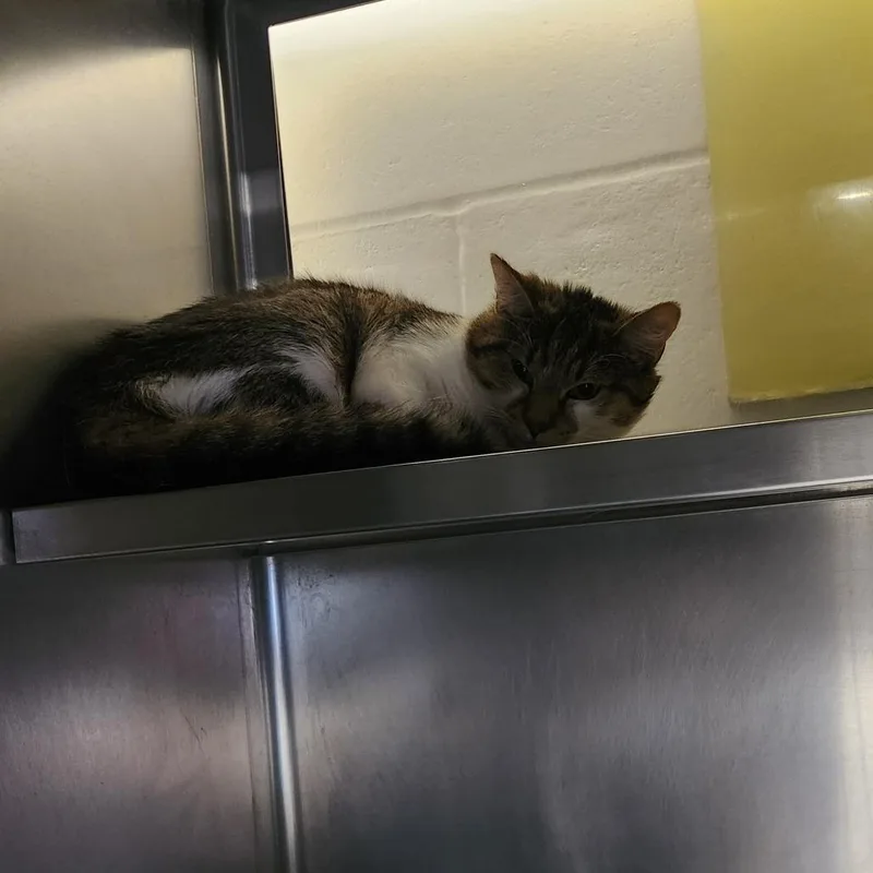 An adult medium-sized male Domestic Medium Hair cat named Sean for adoption in Brockton, MA